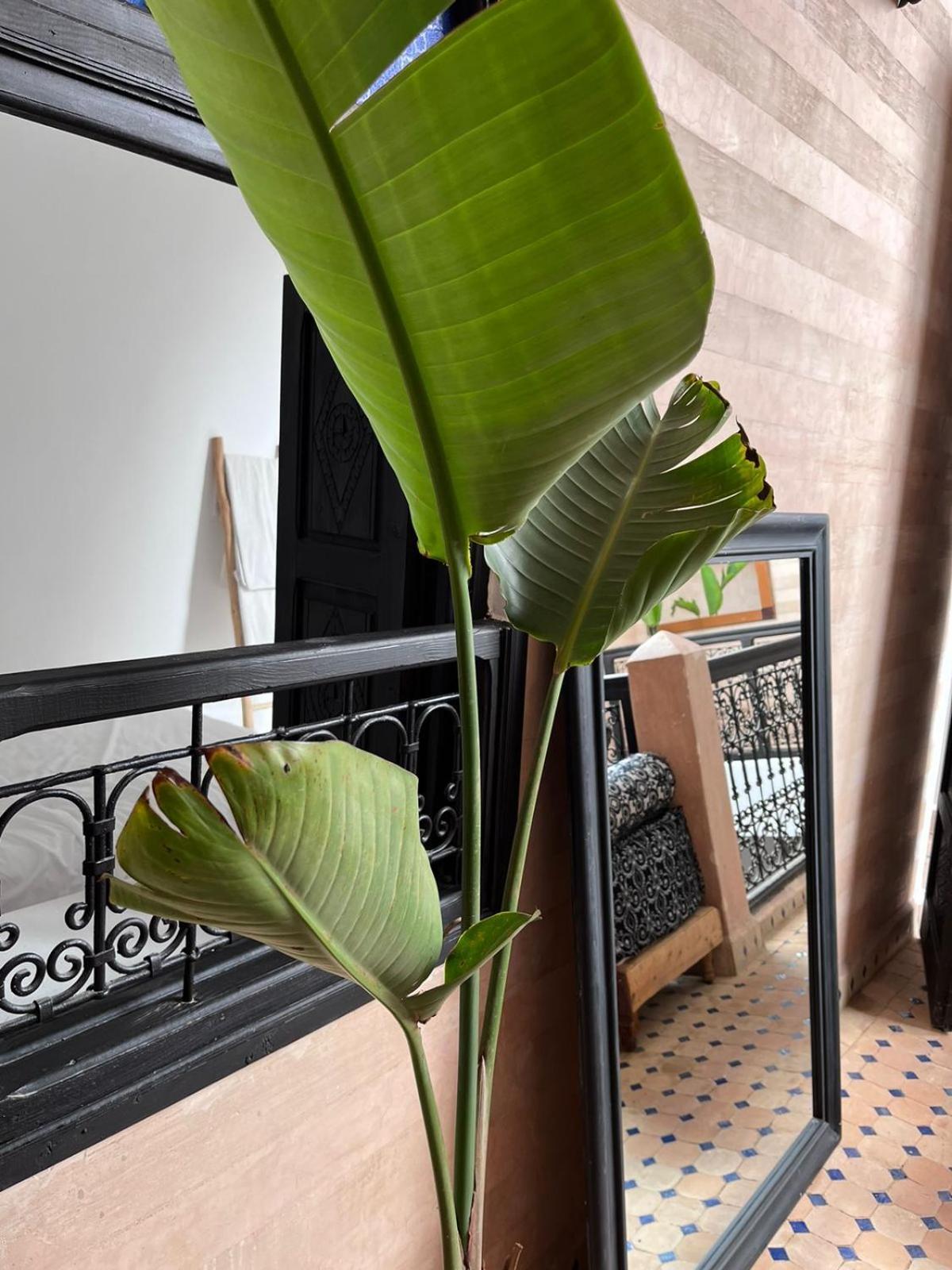 Riad Black Doors マラケシュ エクステリア 写真